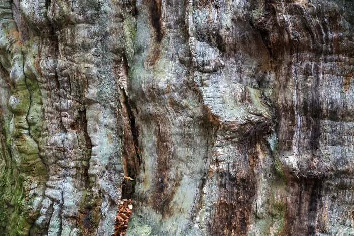 Framed Print : Dead Tree Trunk Print - Sababurg Forest, Germany Framed Print : Dead Tree Trunk Print - Sababurg Forest, Germany
