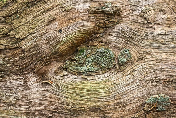 Framed Print : Dead Tree Trunk Wood Structures Print, Germany Framed Print : Dead Tree Trunk Wood Structures Print, Germany
