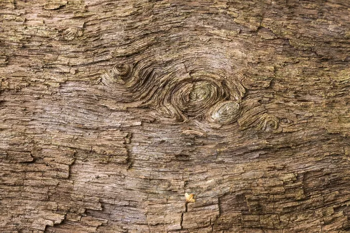Framed Print : Dead Tree Trunk Wood Structure Print, Germany Framed Print : Dead Tree Trunk Wood Structure Print, Germany