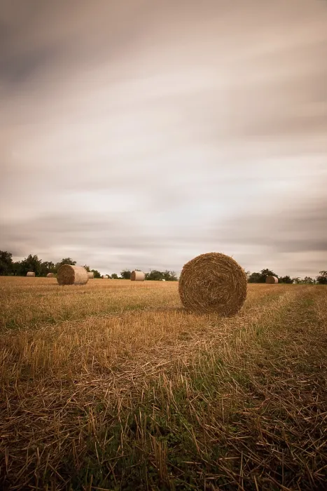 Framed Print : Stubble Field with Straw Bales Print Framed Print : Stubble Field with Straw Bales Print