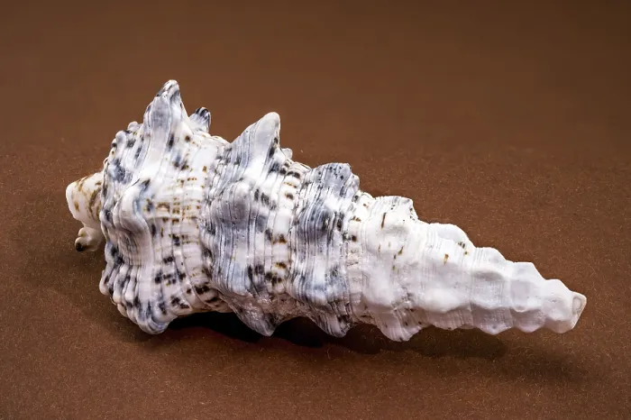 Framed Print : Hexaplex trunculus Murex Shell Print Framed Print : Hexaplex trunculus Murex Shell Print