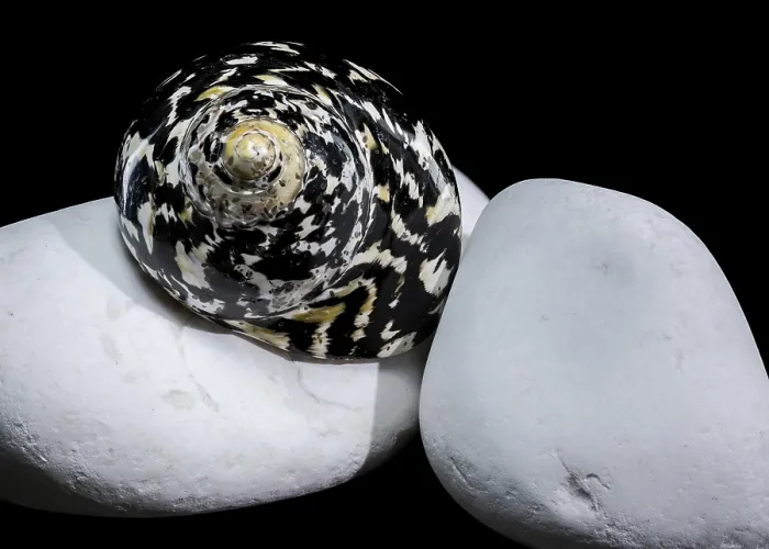 Framed Print : Black and White Magpie Turbo Seashell Print on River Stones Framed Print : Black and White Magpie Turbo Seashell Print on River Stones