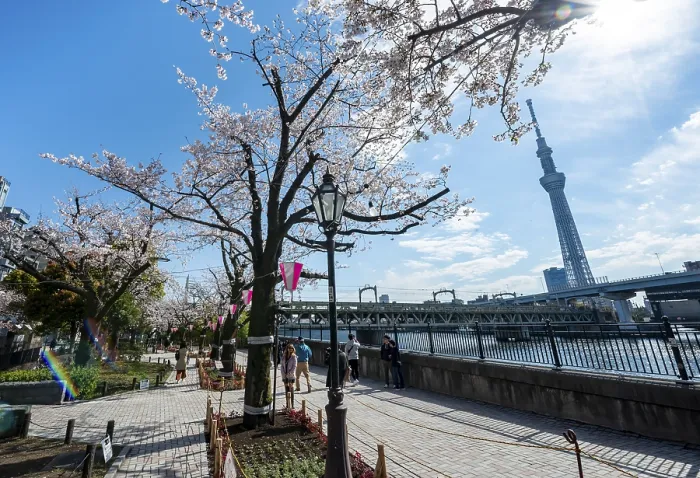 Framed Print : Sumida Park Cherry Blossoms Print, Tokyo, Japan Framed Print : Sumida Park Cherry Blossoms Print, Tokyo, Japan
