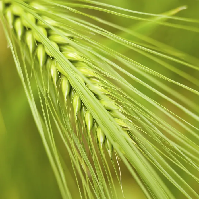 Framed Print : Summer Barley Print Framed Print : Summer Barley Print
