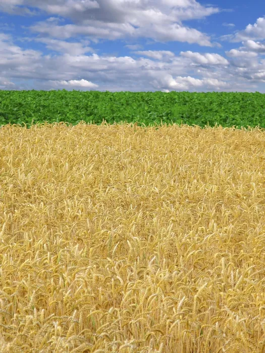 Framed Print : Summer Field Print