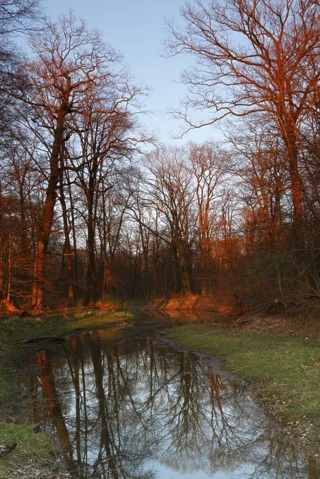Framed Print : Summer Floods in Alluvial Forest, Middle Elbe Biosphere Reserve Print Framed Print : Summer Floods in Alluvial Forest, Middle Elbe Biosphere Reserve Print