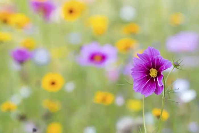 Framed Print : Summer Flowers Print Framed Print : Summer Flowers Print