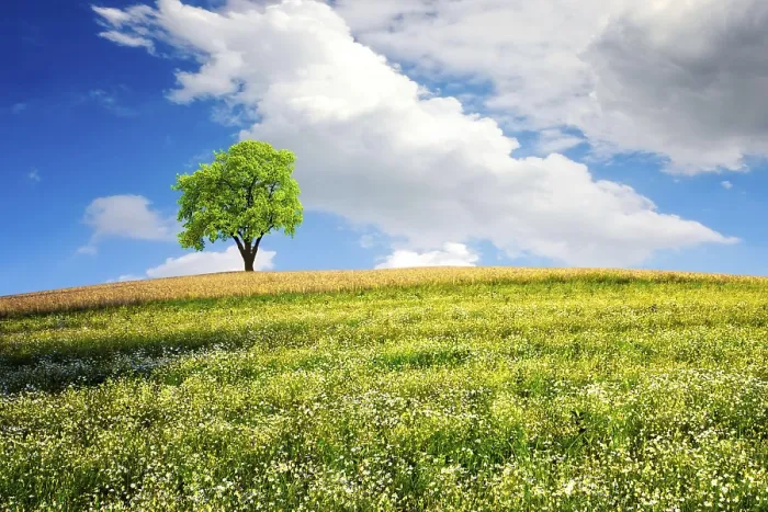 Framed Print : Summer Landscape Print by ImageBROKER