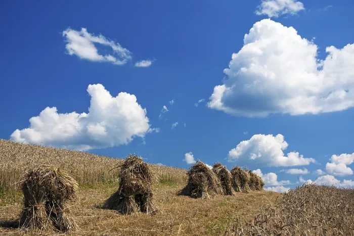 Framed Print : Summer Landscape Print Framed Print : Summer Landscape Print