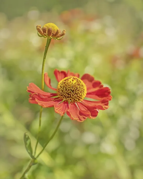 Framed Print : Helenium spec. 'Sun Bride' Print Framed Print : Helenium spec. 'Sun Bride' Print