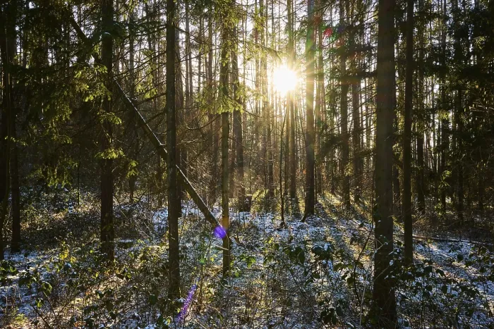 Framed Print : Sun Through Winter Forest Print, Bavaria Germany Framed Print : Sun Through Winter Forest Print, Bavaria Germany