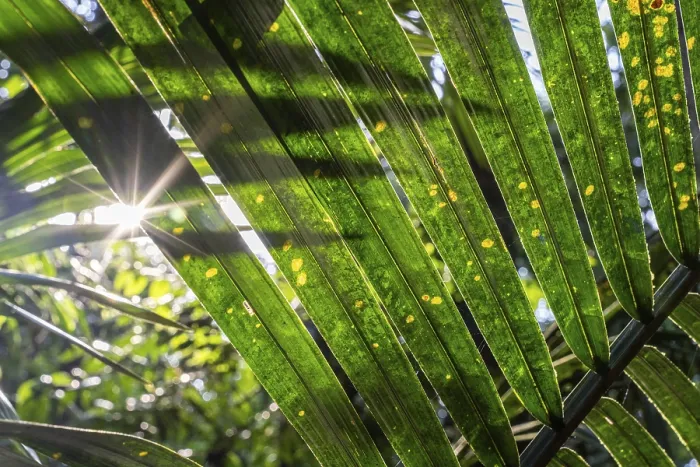 Framed Print : Sun Flashes Through Rainforest Print, Amazon Museum MUSA Framed Print : Sun Flashes Through Rainforest Print, Amazon Museum MUSA