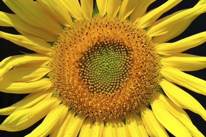 Framed Print : Sunflower Print - Bright Yellow Blooms Framed Print : Sunflower Print - Bright Yellow Blooms