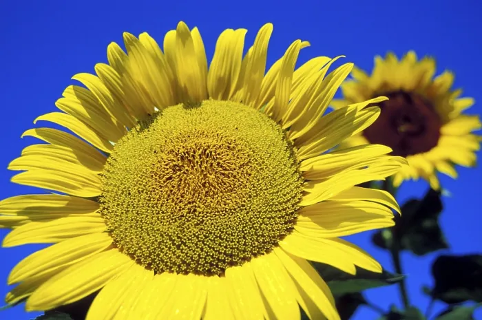 Framed Print : Sunflowers Print by ImageBROKER Framed Print : Sunflowers Print by ImageBROKER