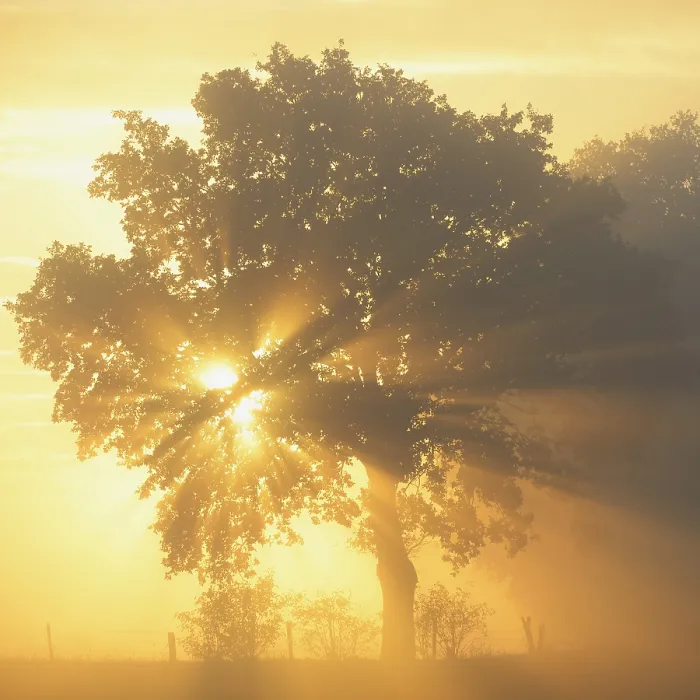 Framed Print : Sun Rays in a Tree Print, Dingdener Heide, Germany Framed Print : Sun Rays in a Tree Print, Dingdener Heide, Germany