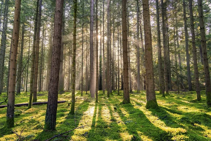Framed Print : The Sun Illuminates the Black Forest, Germany Print