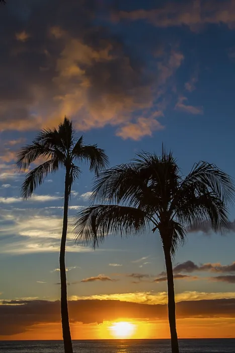 Framed Print : Sun Setting Between Two Palm Trees Print Framed Print : Sun Setting Between Two Palm Trees Print