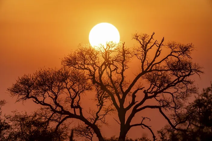 Framed Print : Sunset Behind Tree Print, Kruger National Park Framed Print : Sunset Behind Tree Print, Kruger National Park