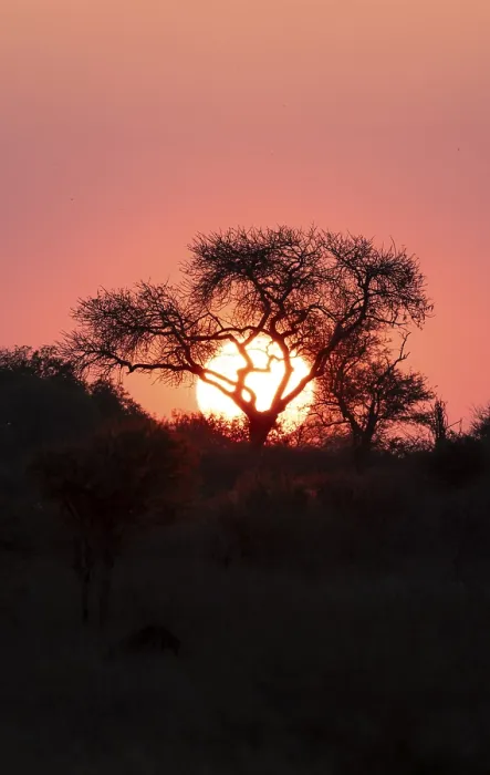 Framed Print : Sunset Behind Tree Print, Kruger National Park Framed Print : Sunset Behind Tree Print, Kruger National Park
