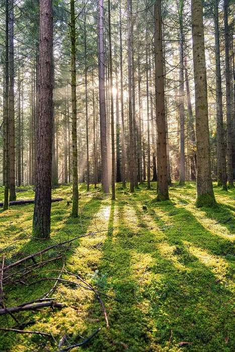 Framed Print : Sunlit Patterns in the Black Forest Print Framed Print : Sunlit Patterns in the Black Forest Print