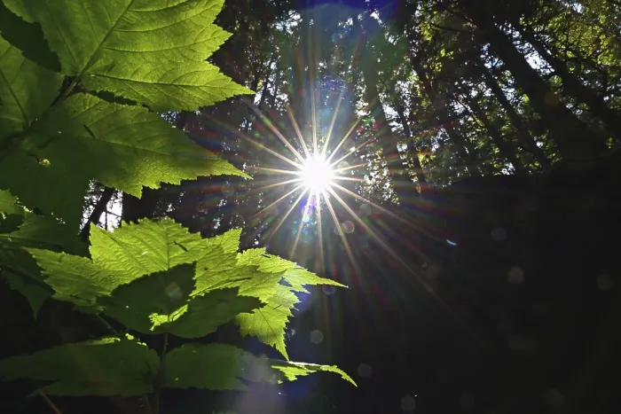 Framed Print : Sun Shining Through Pacific Rainforest Print Framed Print : Sun Shining Through Pacific Rainforest Print