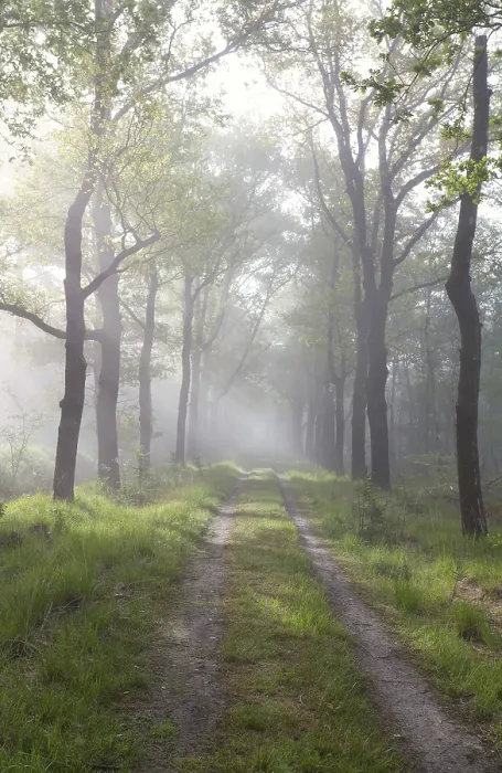 Framed Print : Sunbeams over path in green forest Print, Drenthe, Netherlands Framed Print : Sunbeams over path in green forest Print, Drenthe, Netherlands