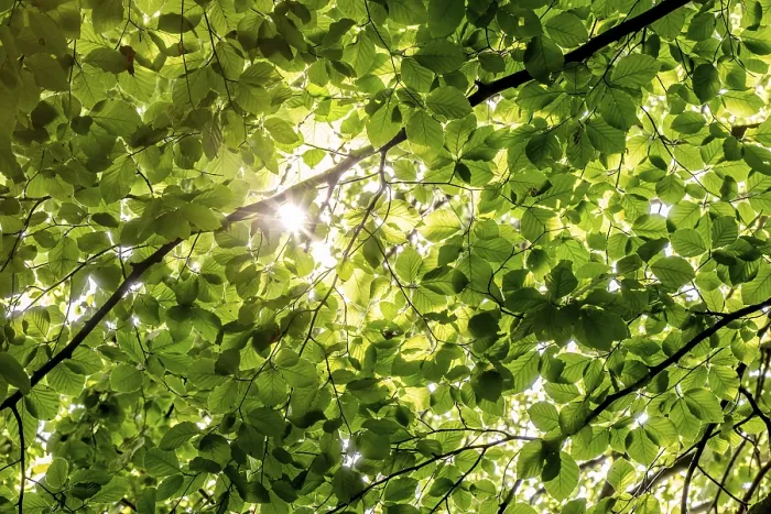 Framed Print : Sunbeams through beech tree branches print, Denmark Framed Print : Sunbeams through beech tree branches print, Denmark