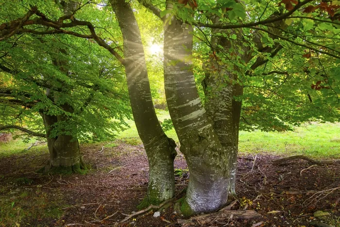 Framed Print : Sunbeams through Trees in a Clearing Print, Germany Framed Print : Sunbeams through Trees in a Clearing Print, Germany