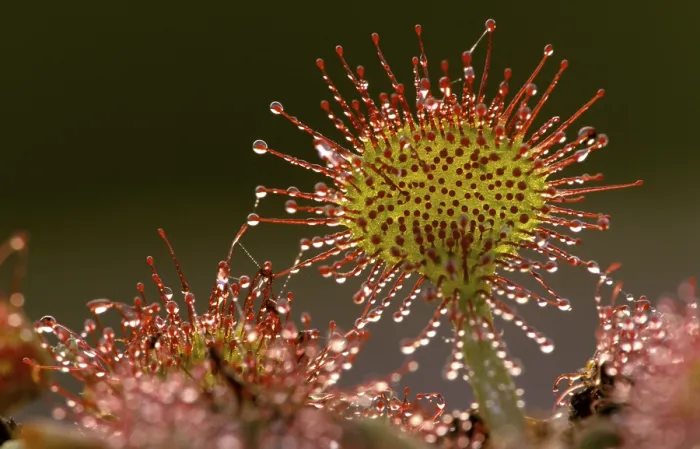 Framed Print : Sundew Print by imageBROKER Framed Print : Sundew Print by imageBROKER