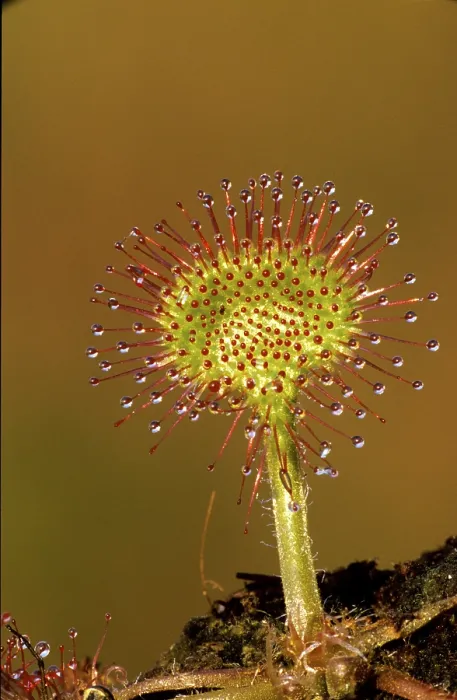 Framed Print : Sundew Print by imageBROKER Framed Print : Sundew Print by imageBROKER