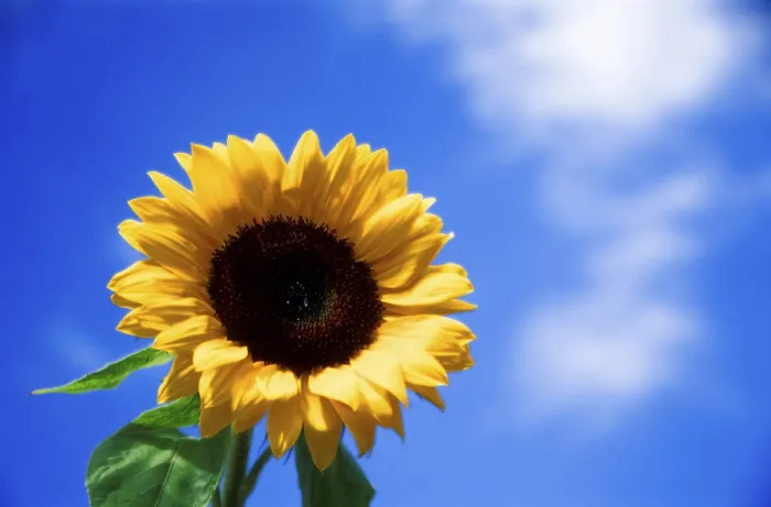 Framed Print : Sunflower Print by Vincent van Gogh Framed Print : Sunflower Print by Vincent van Gogh