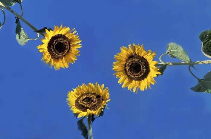 Framed Print : Sunflower Print by Vincent van Gogh Framed Print : Sunflower Print by Vincent van Gogh