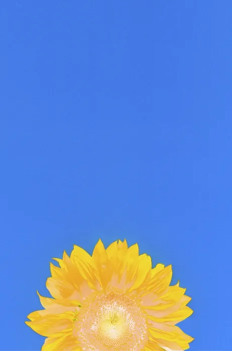 Framed Print : Sunflower Print by Van Gogh Framed Print : Sunflower Print by Van Gogh