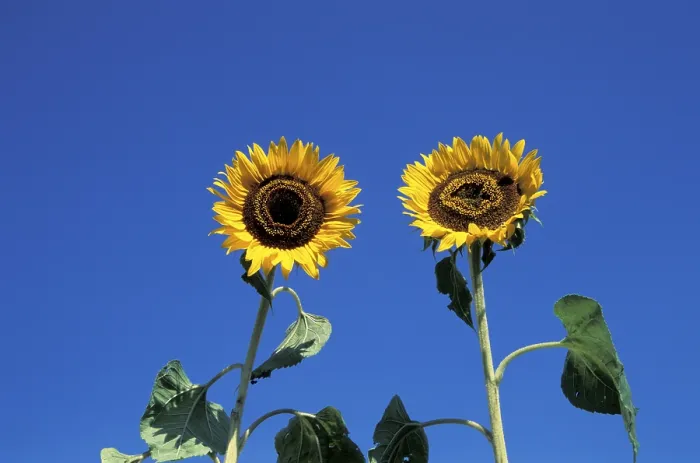 Framed Print : Sunflower Print by Vincent van Gogh Framed Print : Sunflower Print by Vincent van Gogh