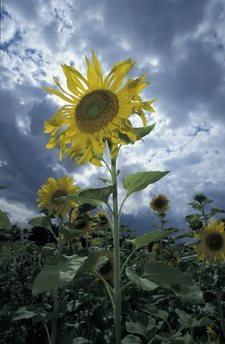 Framed Print : Sunflower Print by ImageBROKER