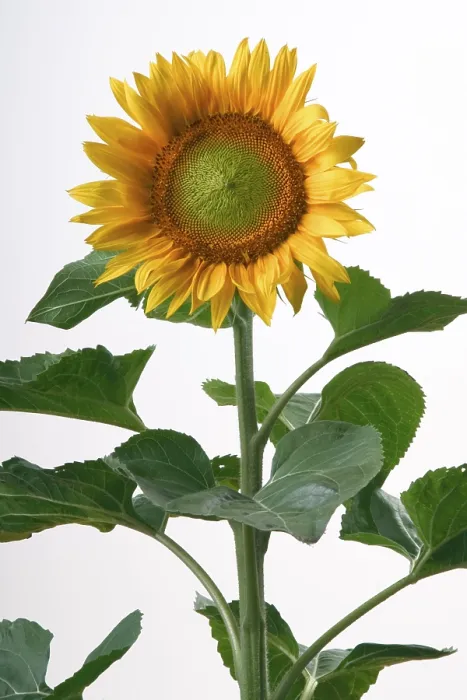 Framed Print : Sunflower Print by ImageBROKER Framed Print : Sunflower Print by ImageBROKER