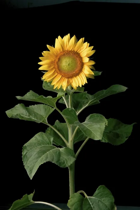 Framed Print : Sunflower Print by Van Gogh Framed Print : Sunflower Print by Van Gogh