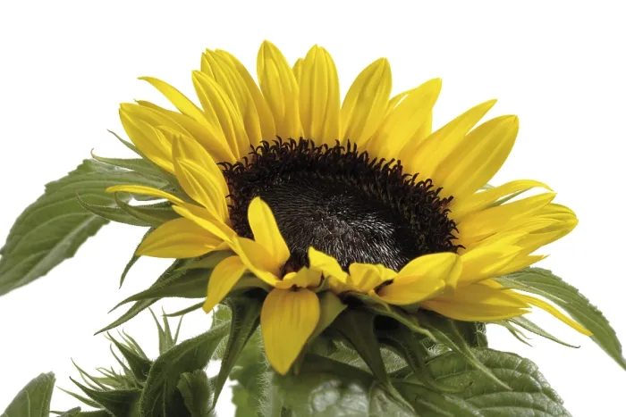 Framed Print : Sunflower Print by Van Gogh Framed Print : Sunflower Print by Van Gogh