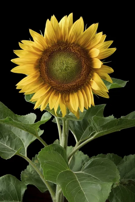 Framed Print : Sunflower Print by Van Gogh Framed Print : Sunflower Print by Van Gogh