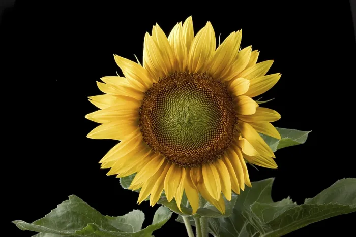 Framed Print : Sunflower Print by ImageBROKER