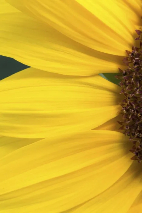 Framed Print : Detail of a Sunflower Print Framed Print : Detail of a Sunflower Print