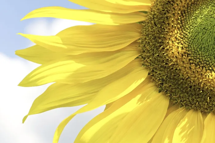 Framed Print : Sunflower Print by Van Gogh Framed Print : Sunflower Print by Van Gogh