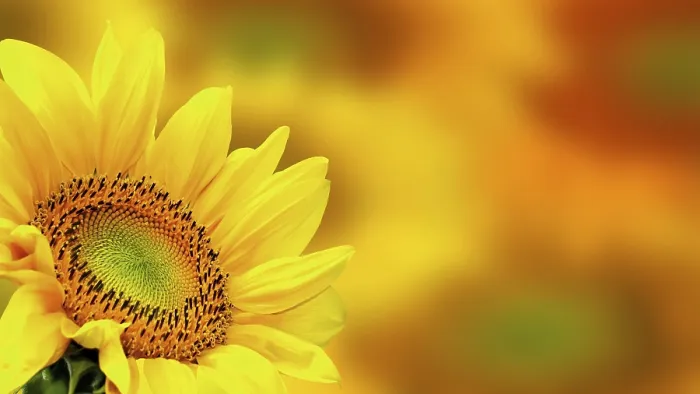 Framed Print : Sunflower Print by Van Gogh Framed Print : Sunflower Print by Van Gogh