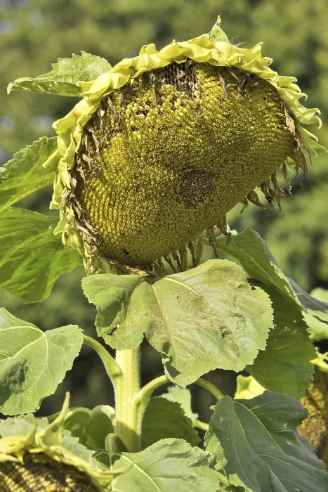 Framed Print : Sunflower Print by ImageBROKER Framed Print : Sunflower Print by ImageBROKER