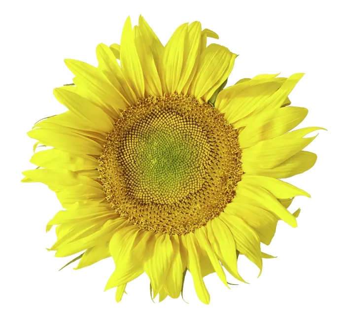 Framed Print : Sunflower Print by Vincent van Gogh Framed Print : Sunflower Print by Vincent van Gogh
