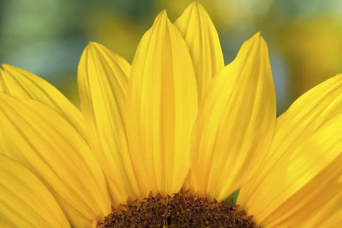 Framed Print : Detail of a Sunflower Print Framed Print : Detail of a Sunflower Print