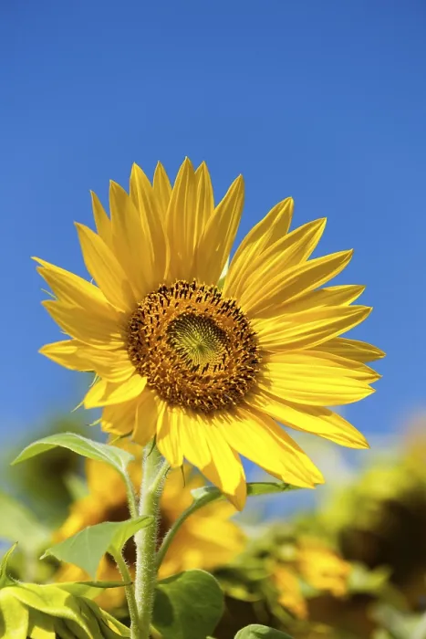 Framed Print : Sunflower Print by ImageBROKER Framed Print : Sunflower Print by ImageBROKER