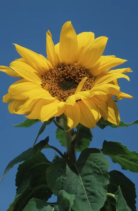Framed Print : Sunflower Print by ImageBROKER Framed Print : Sunflower Print by ImageBROKER