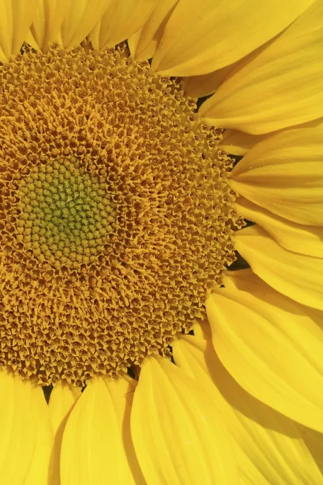 Framed Print : Sunflower Print - Bright Yellow Blooms Framed Print : Sunflower Print - Bright Yellow Blooms
