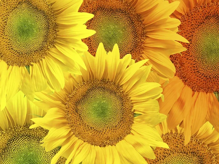 Framed Print : Sunflower Background Print Framed Print : Sunflower Background Print